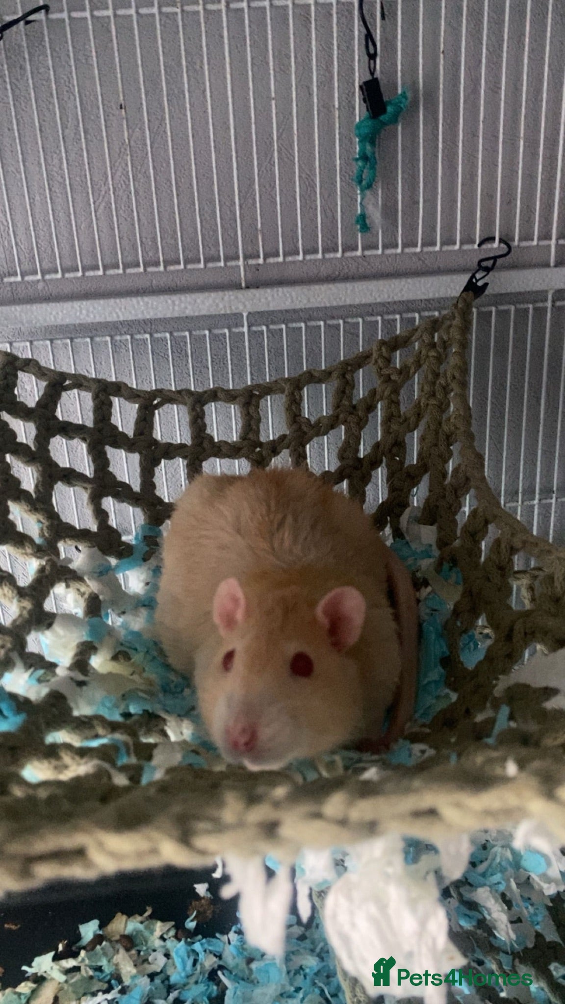 Rat rodents male rats and enclosure   - Advert 1