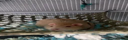 Rat rodents for sale: male rats and enclosure   in Glasgow - Advert 1