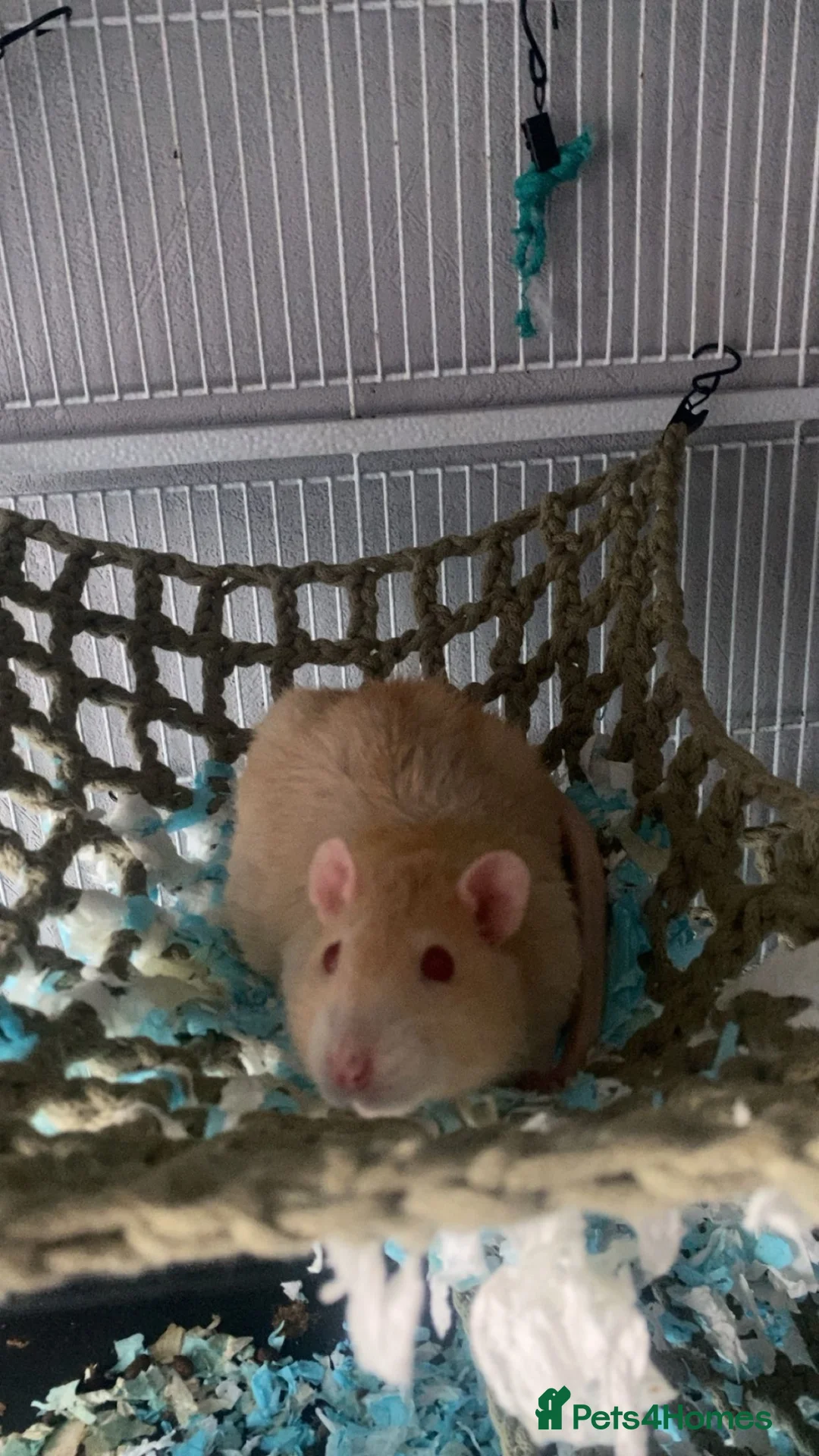 Rat rodents for sale: male rats and enclosure   in Glasgow - Advert 1