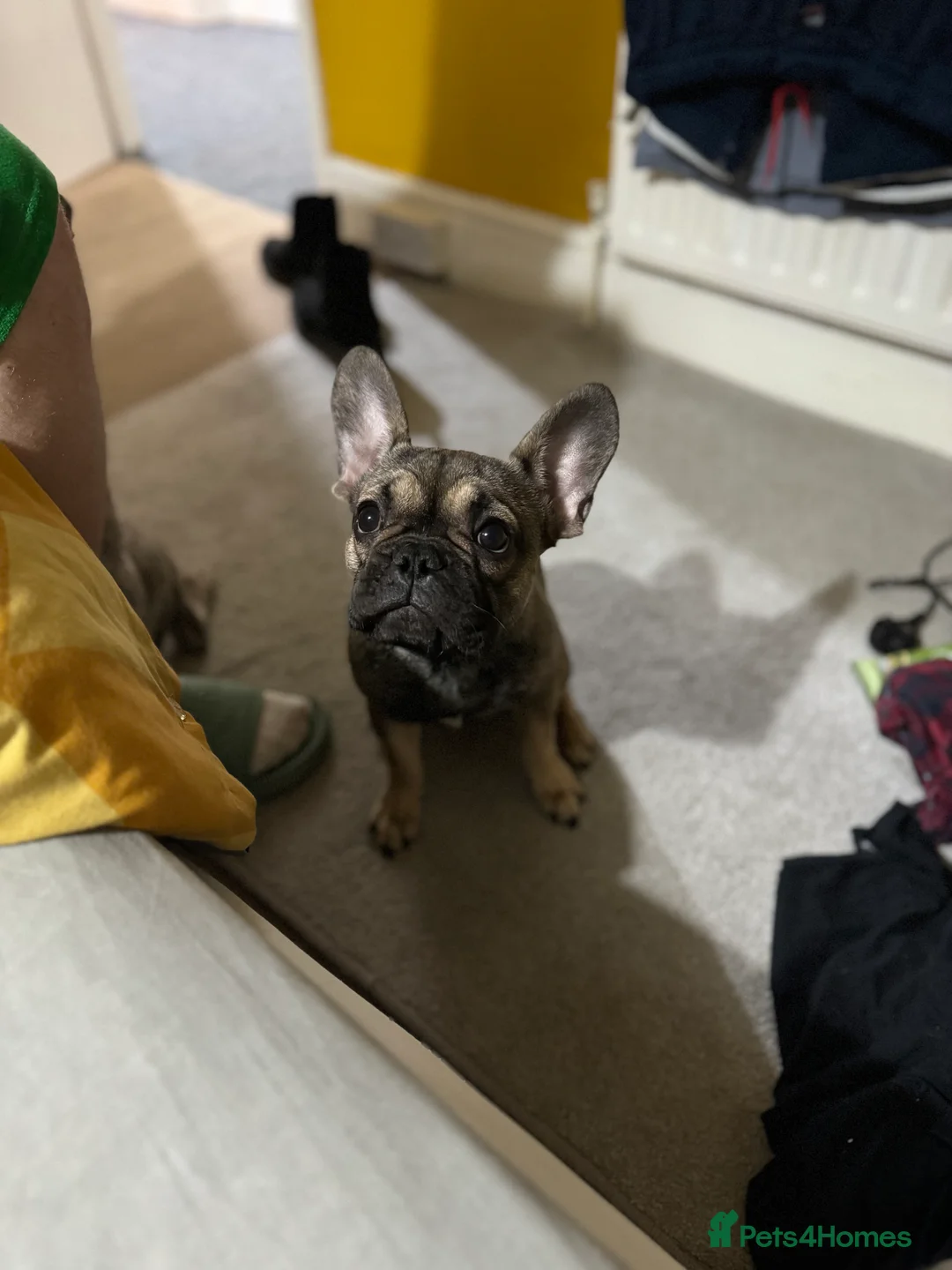 French Bulldog dogs for sale: 2 year old female  - Advert 4