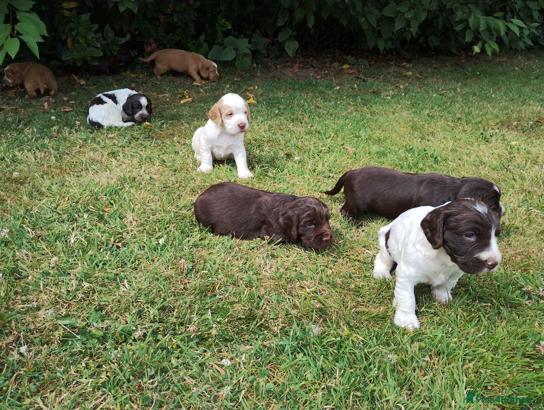 Cocker Spaniel dogs for sale: Cocker Spaniel Puppies - Image 11
