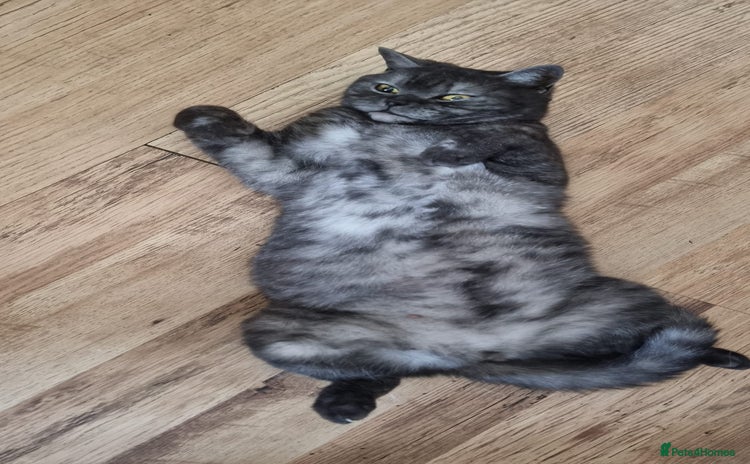 British Shorthair cats - Advert 2