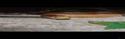 Corn Snake reptiles for sale: Amel (amelanistic) corn snake - Advert 3