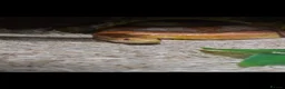 Corn Snake reptiles for sale: Amel (amelanistic) corn snake - Advert 3