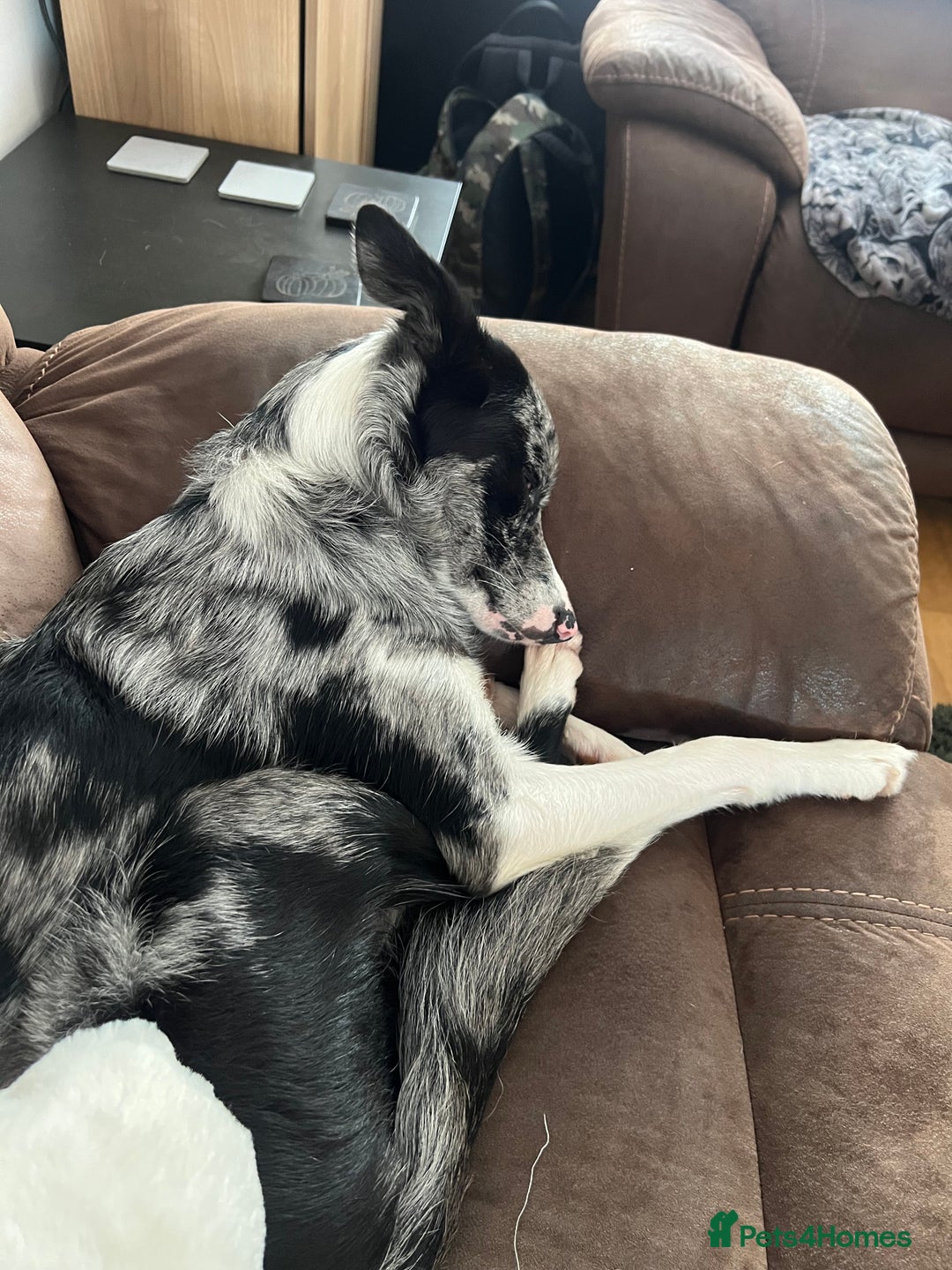 Border Collie dogs for sale: Merle border collie male  - Advert 14