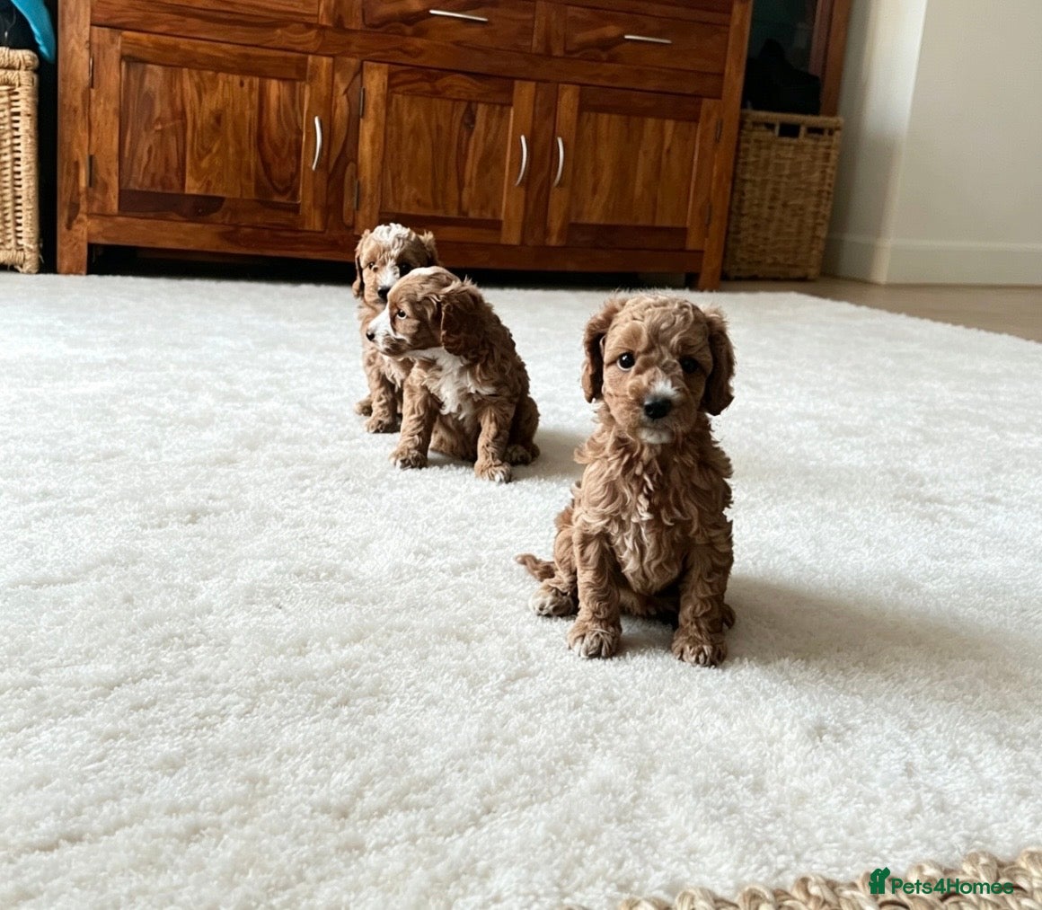 Cockapoo dogs Beautiful playful F1b cockapoos  - Advert 11