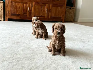 Cockapoo dogs Beautiful playful F1b cockapoos - Advert 3