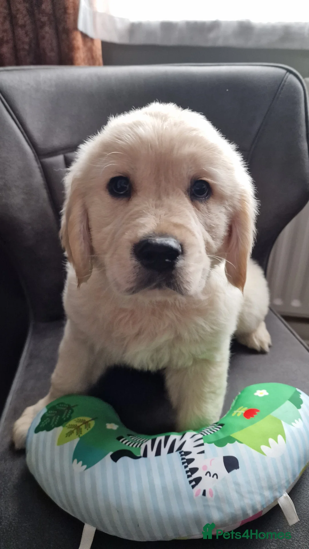 Golden Retriever dogs for sale: KC ADDORABLE CUTE GOLDEN RETRIEVER PUPPIES - Advert 23