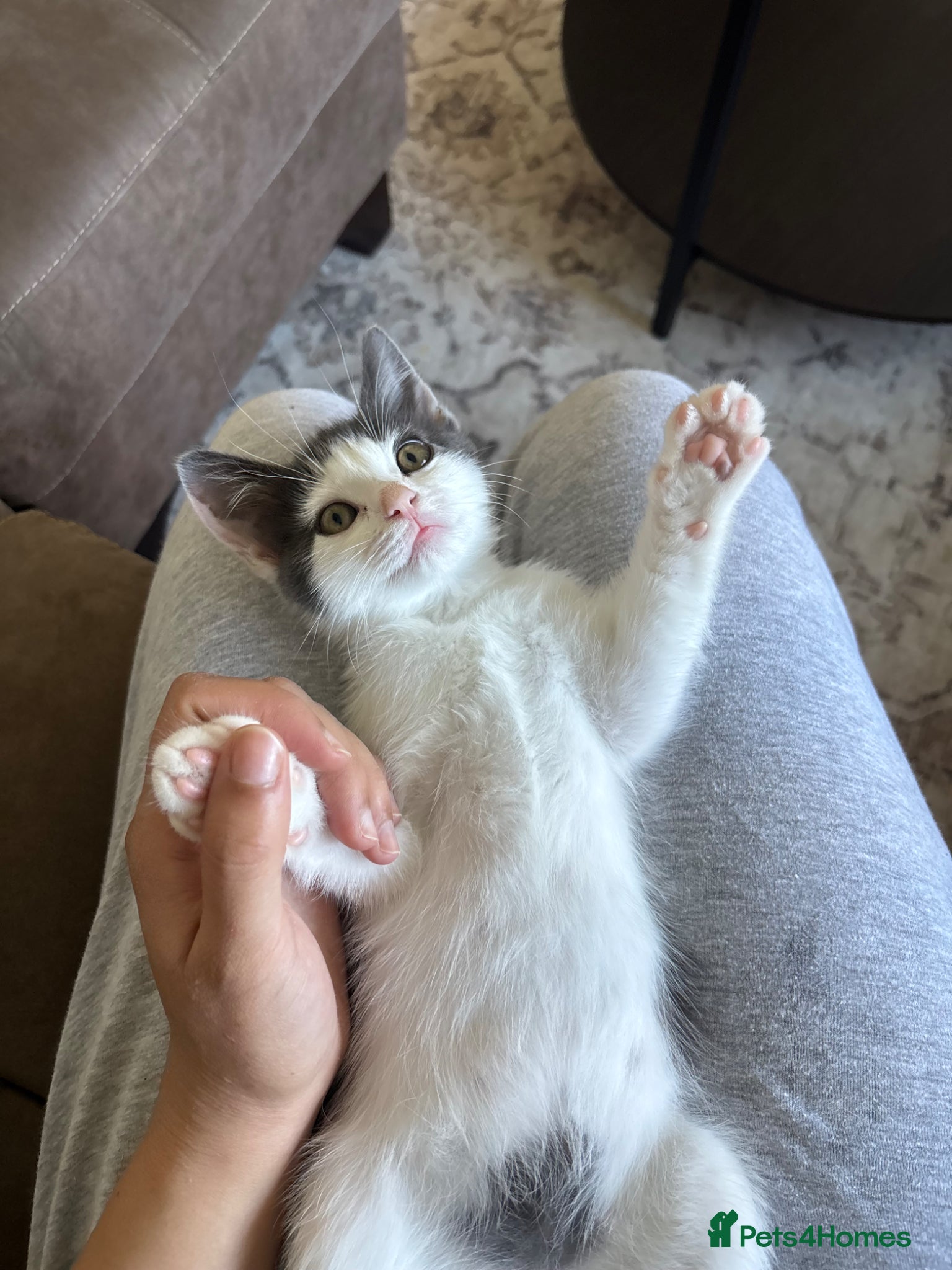 Ragdoll cats Ragdoll kitten for sale  - Advert 2