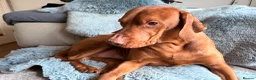 Hungarian Vizsla dogs for stud: Beautiful Hungarian Vizla for Stud - Advert 4