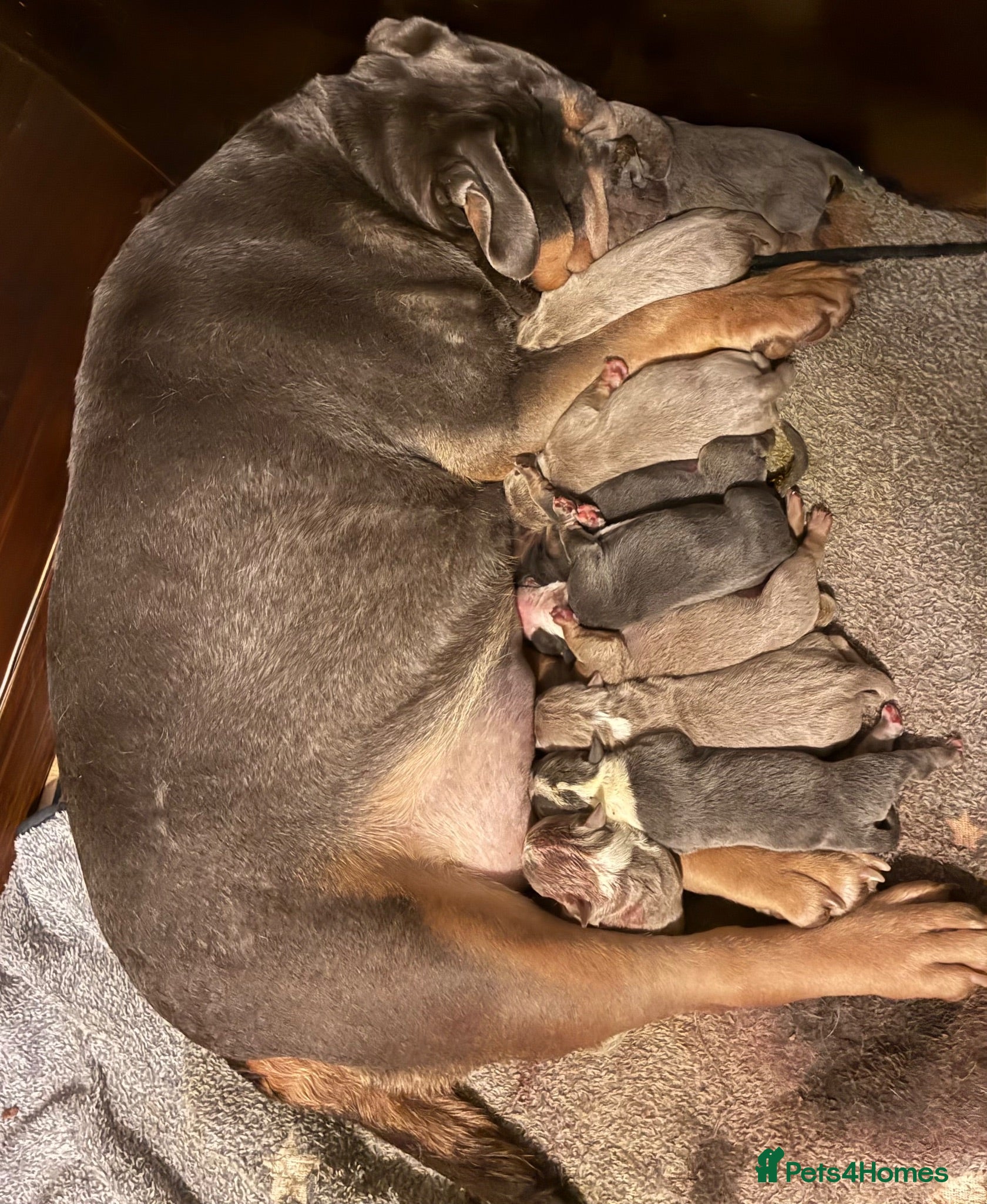 Olde English Bulldogge dogs 5* bloodline old English bulldogs  - Advert 2