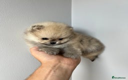 Pomeranian dogs for sale: Last Pomeranian Male - Image 10