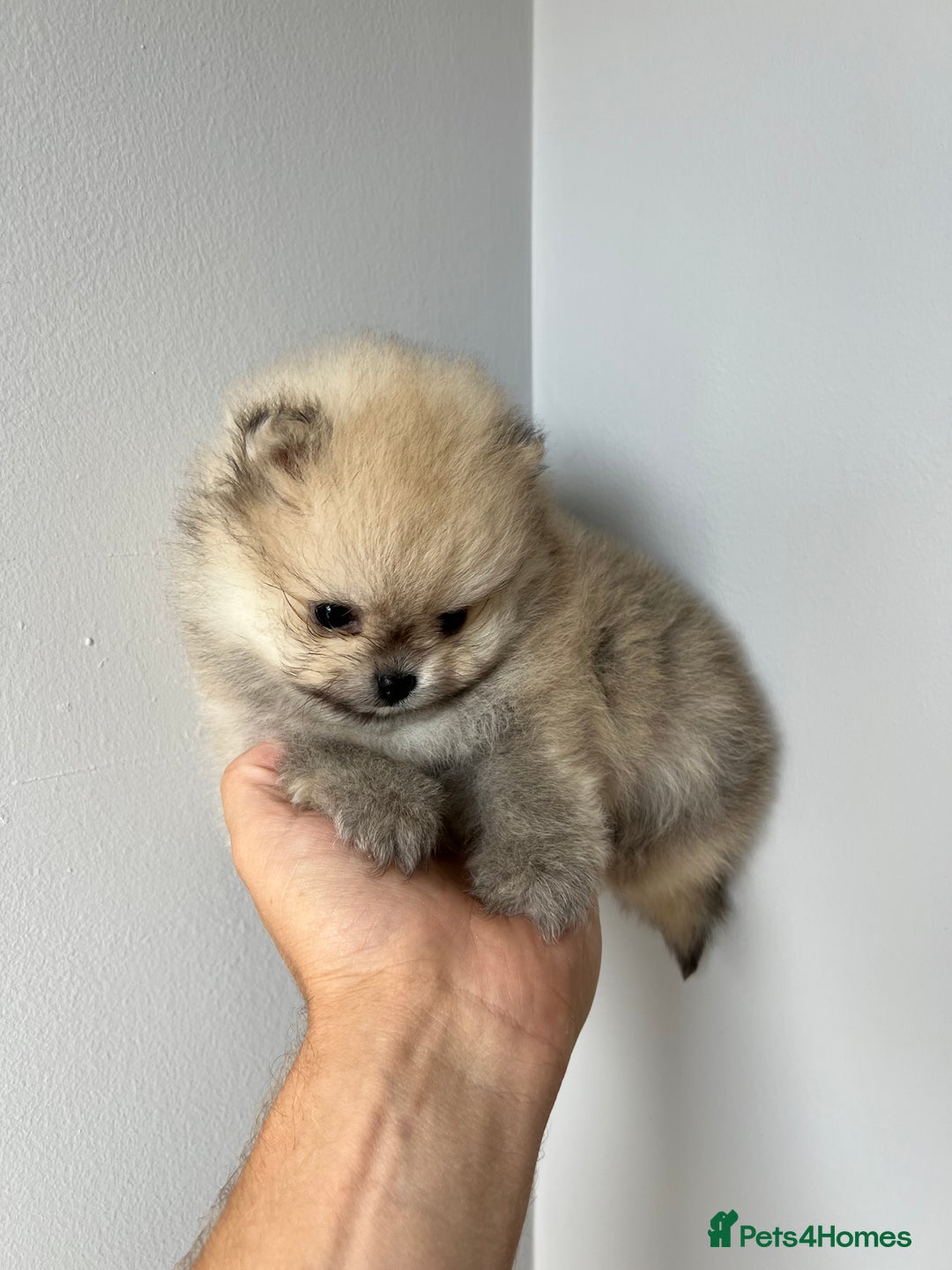 Pomeranian dogs for sale: Last Pomeranian Male - Image 10