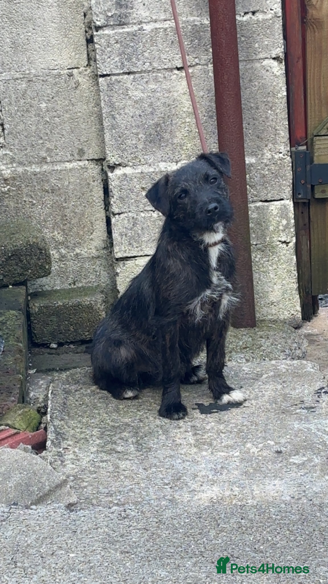 Patterjack dogs Here is my friendly loving pup cracker  - Advert 4