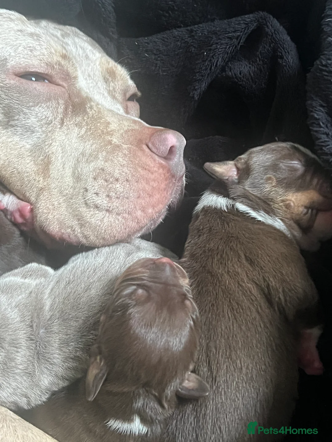 American Bully dogs for sale: American pocket bully  in Newcastle upon Tyne - Advert 2