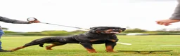Rottweiler dogs for sale: BEAUTIFUL ROTTWEILER PUPPIES FULL KC SHOW QUALITY  in Liverpool - Advert 2