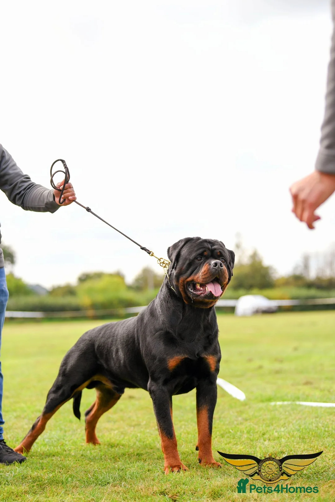 Rottweiler dogs for sale: BEAUTIFUL ROTTWEILER PUPPIES FULL KC SHOW QUALITY  in Liverpool - Advert 2