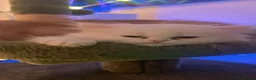 Persian cats for sale: Persian kitten🌷🌾 EXOTIC DOLL FACE PERSIAN -  - Advert 15