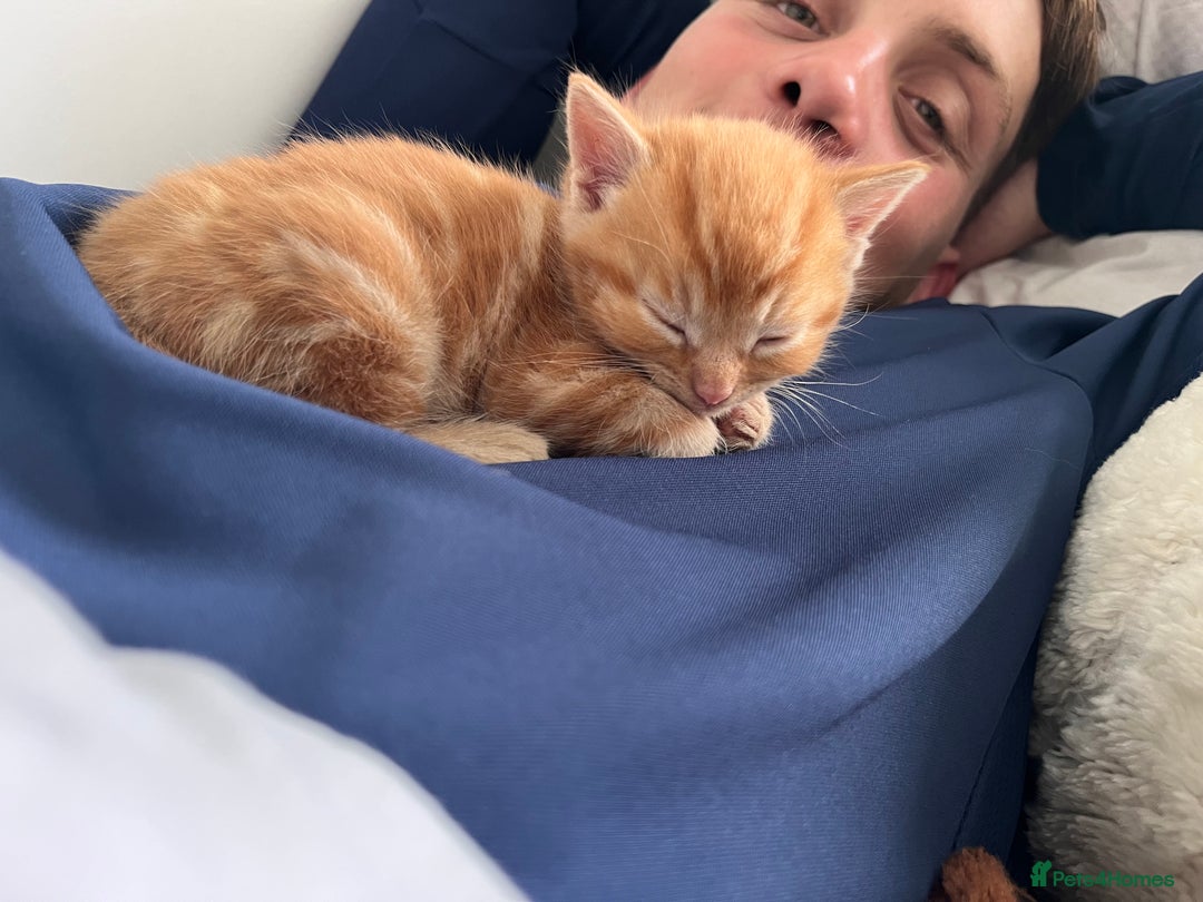 Domestic Shorthair cats for sale: Ginger male kittens  - Image 5