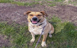 Mixed Breed dogs for adoption: MARSHALL the Marvellous - Image 9