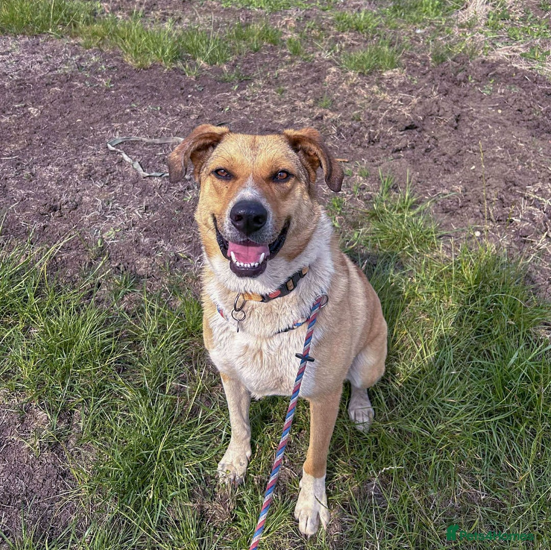 Mixed Breed dogs for adoption: MARSHALL the Marvellous - Image 9