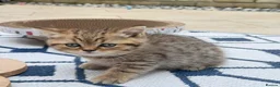 British Shorthair cats for sale: Pedigree British Shorthair  - Advert 17
