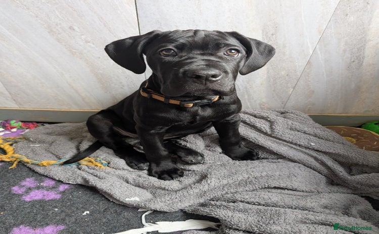 Cane Corso dogs - Advert 1