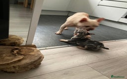 French Bulldog dogs for sale: 2 lovely French bulldog boys for sale  - Image 13