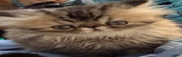 Persian cats for sale: 2 Male Gccf Persian Kittens  - Advert 8