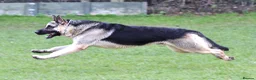 German Shepherd dogs for sale: ⭐ Rare East European Shepherd Puppies UK - Advert 24