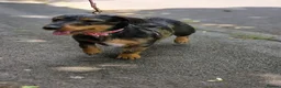 Dachshund dogs for sale: Miyo needs a loving home  in Wolverhampton - Advert 6