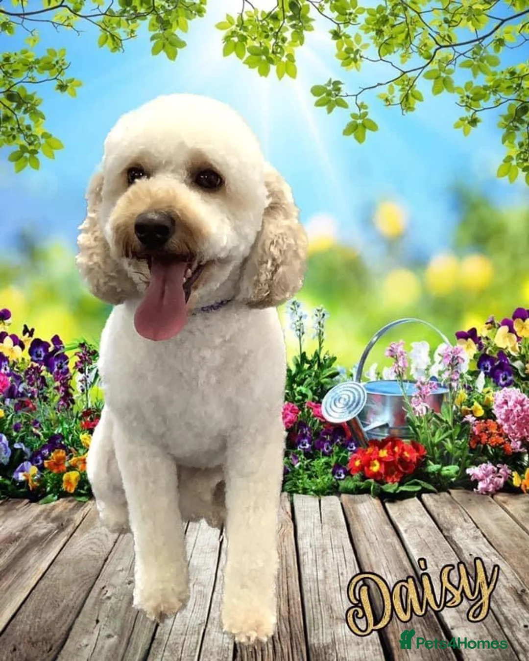 Cockapoo dogs for sale: Cockapoo puppies for sale  in Lincoln - Advert 1