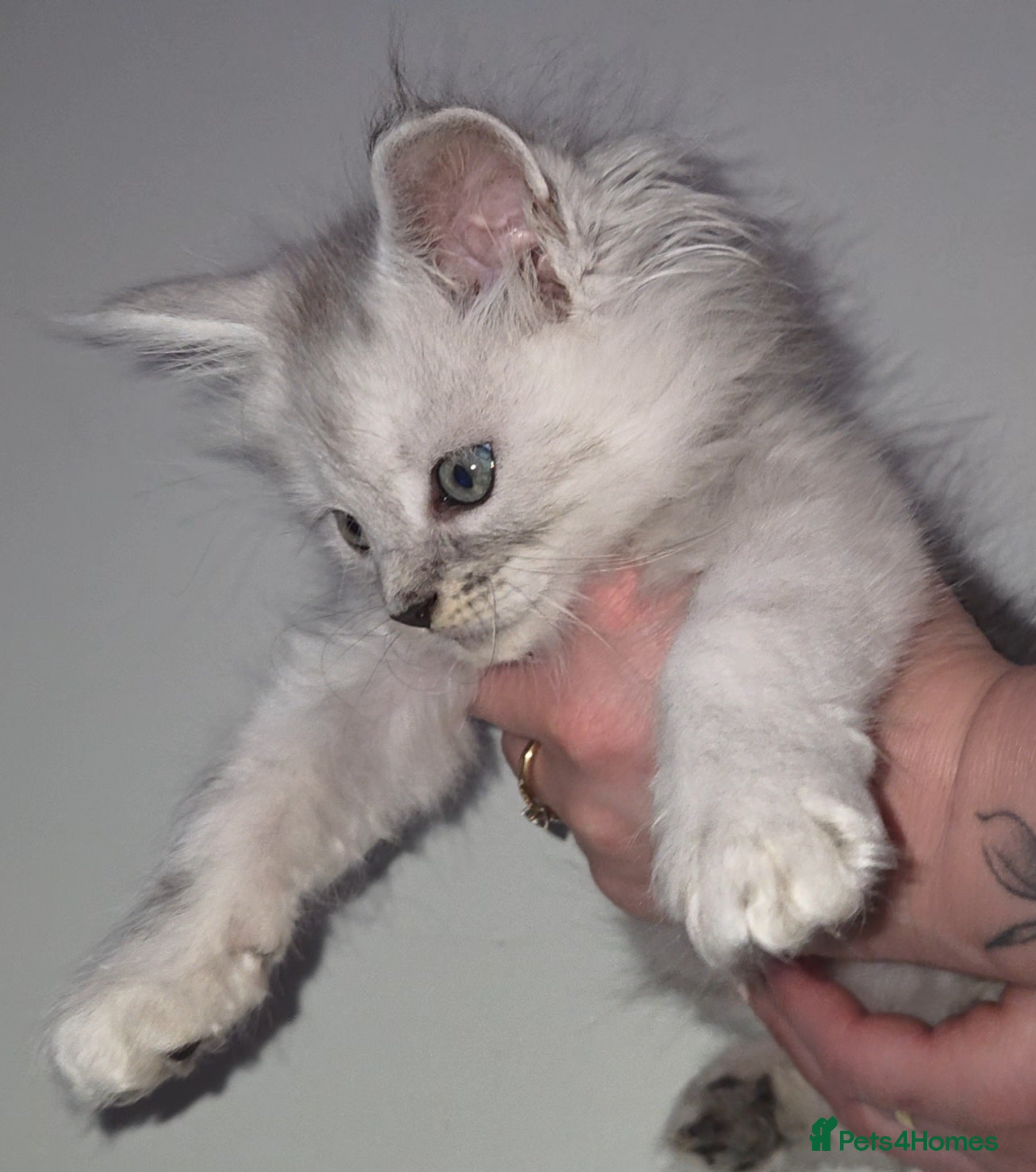 Maine Coon cats Purebreed Russian Bloodline Maine coon kittens - Advert 5