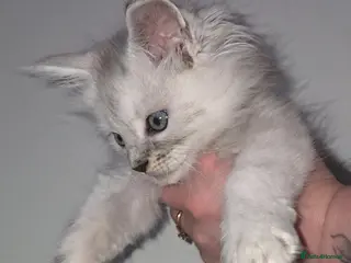 Maine Coon cats Purebreed Russian Bloodline Maine coon kittens - Advert 5