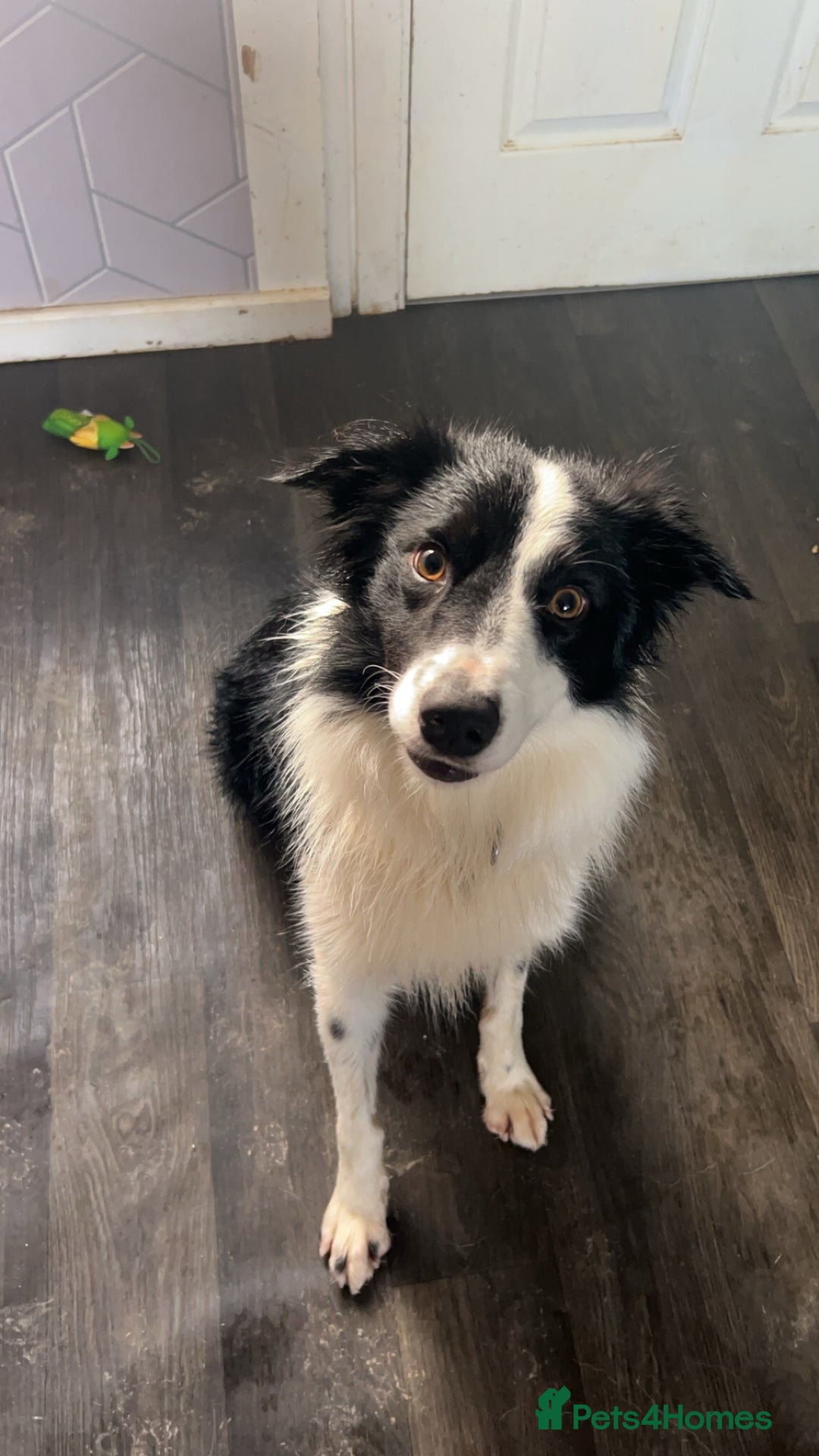 Border Collie dogs for sale: Border collie  - Advert 3