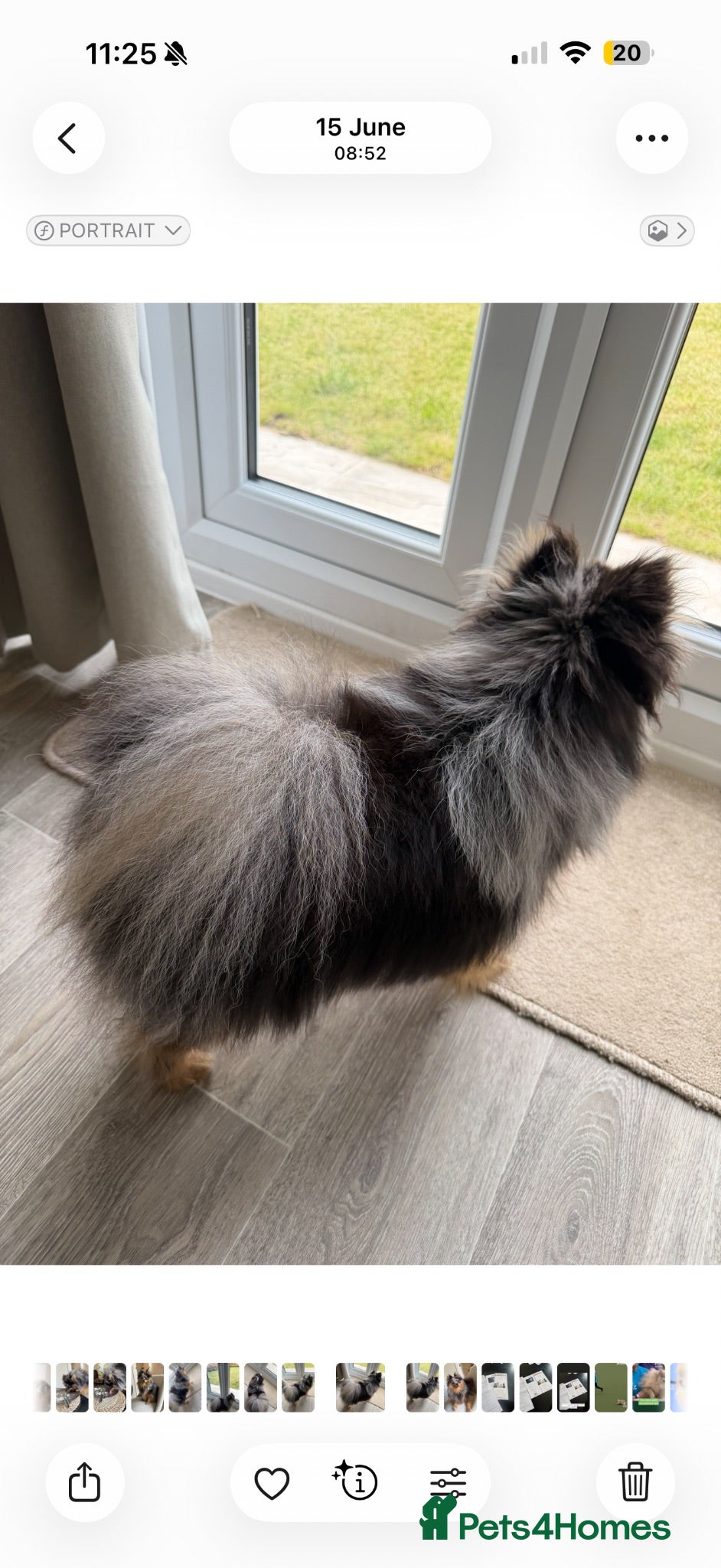 Pomeranian dogs rare colours  blue merle pomernian  - Advert 2