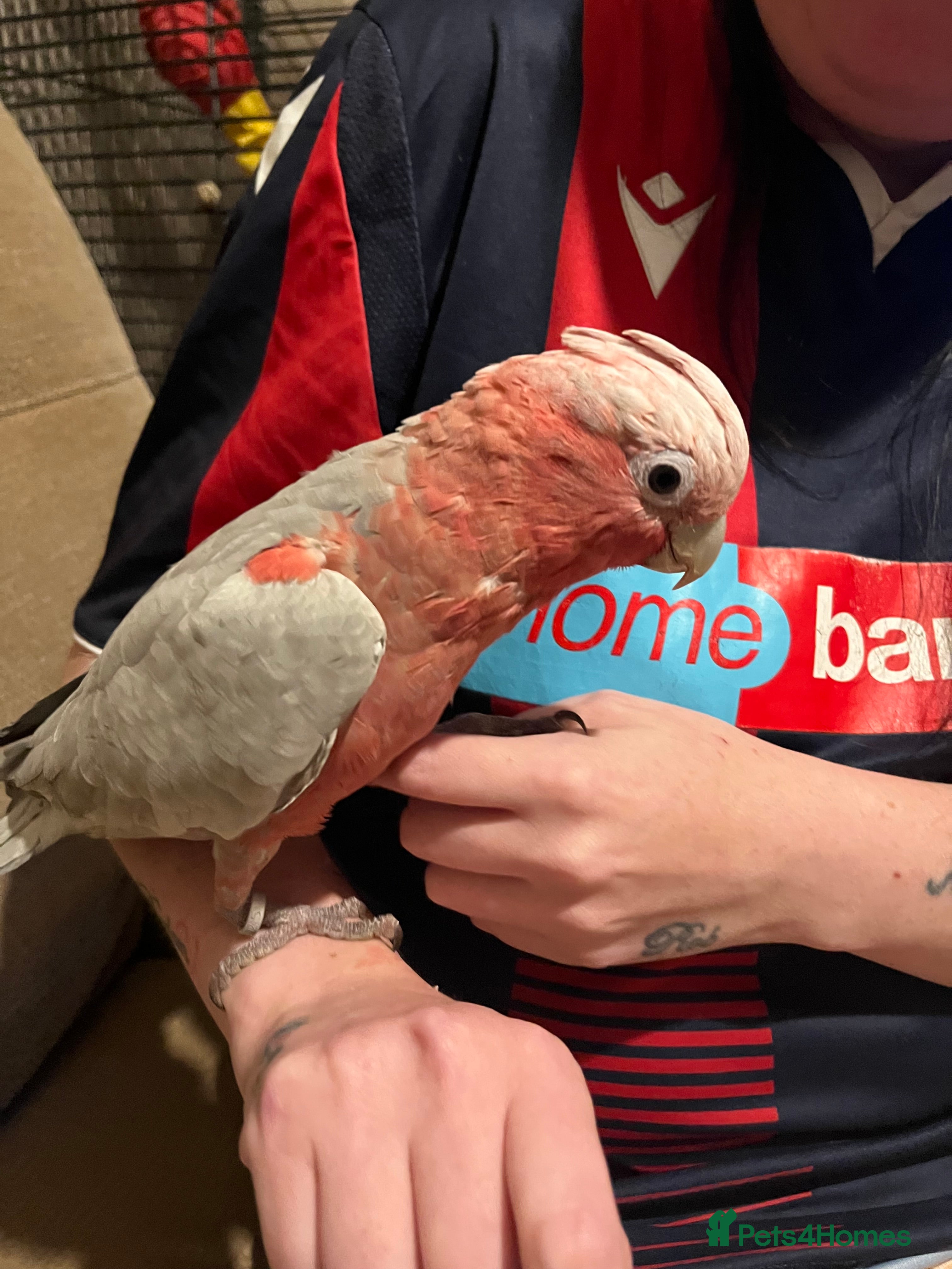 Parakeets birds Galah cockatoo  - Advert 3