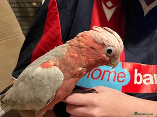 Parakeets birds Galah cockatoo - Advert 9