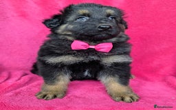 German Shepherd dogs for sale: Adorable German Shepherd puppies - Image 15