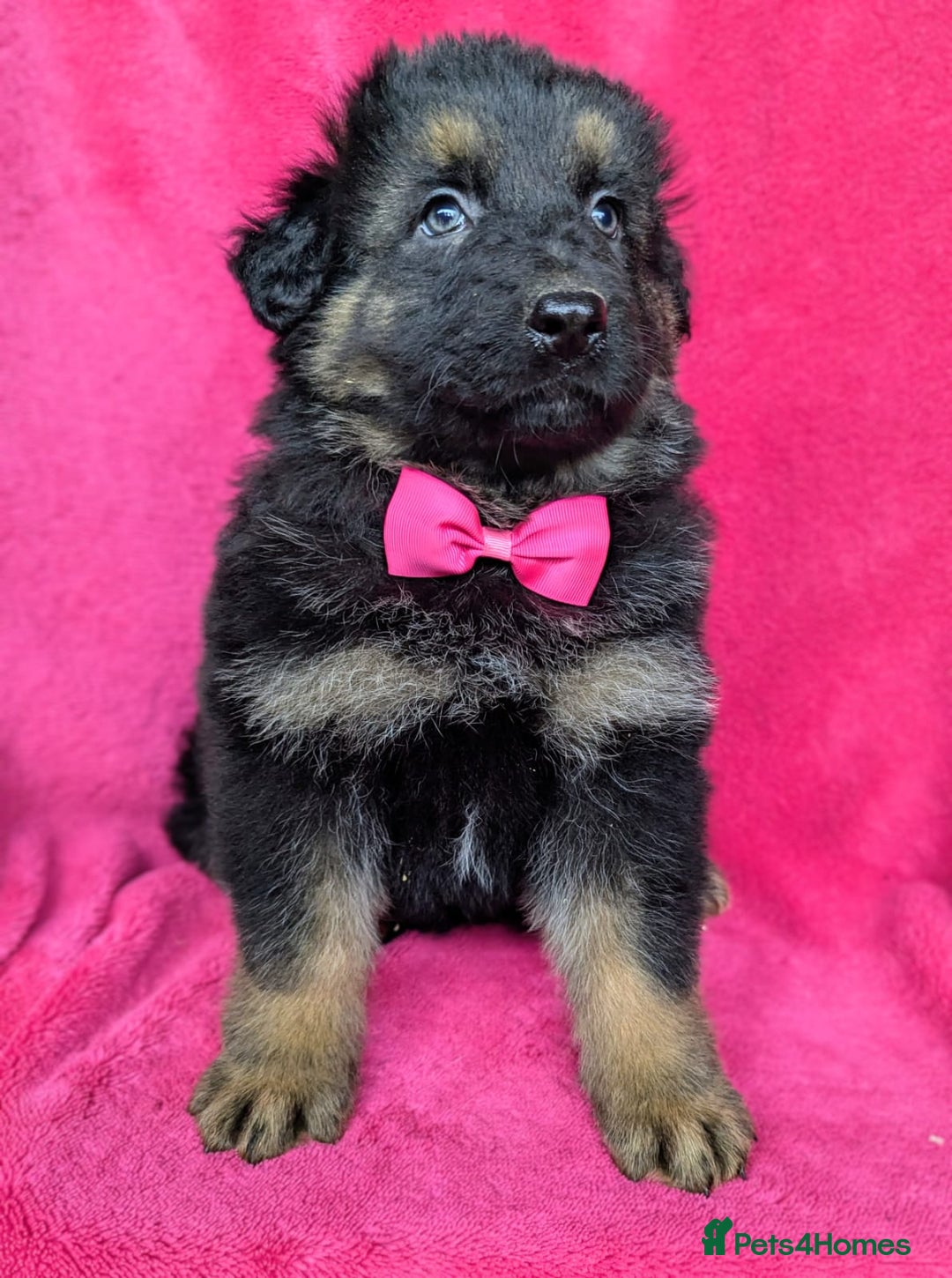 German Shepherd dogs for sale: Adorable German Shepherd puppies - Image 15
