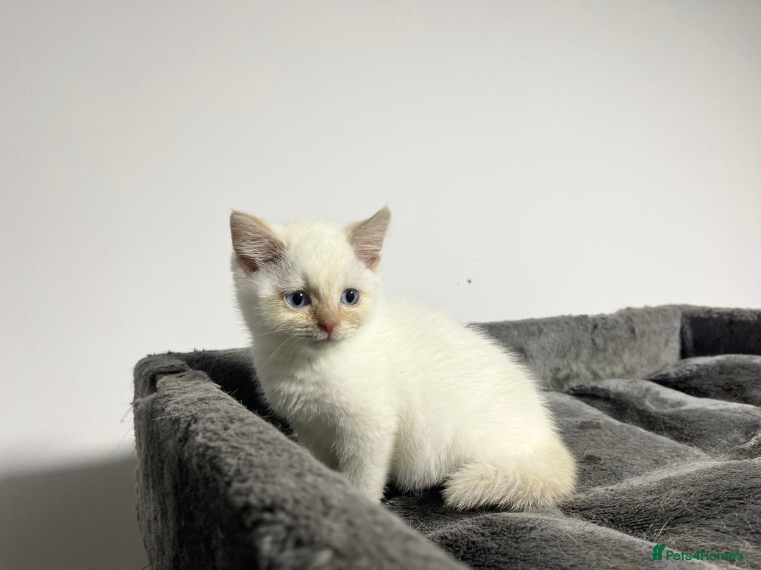 British Shorthair cats for sale: White british shorthair GIRL with blue eyes - Advert 5