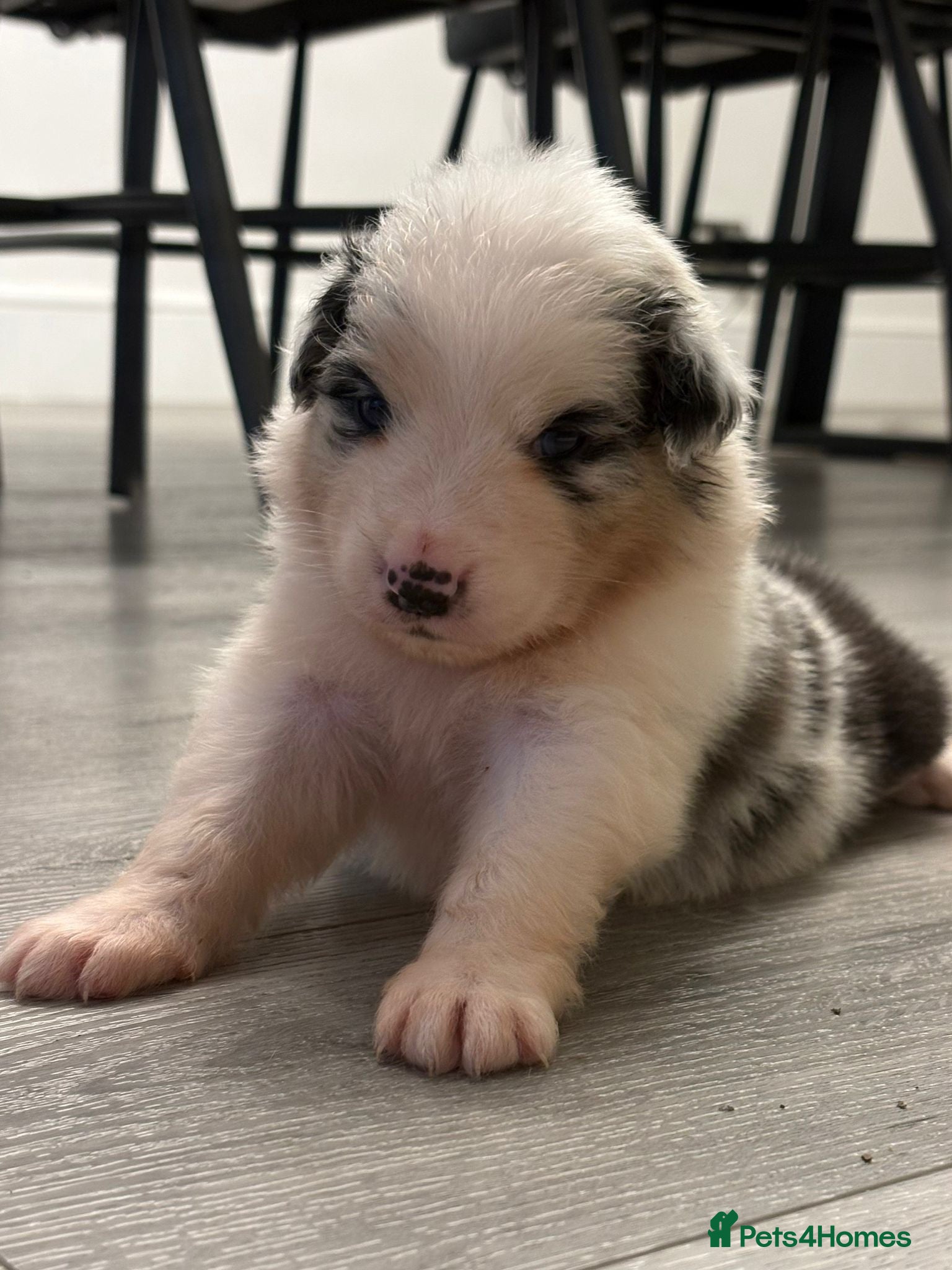 Australian Shepherd dogs Outstanding Merle/Black Tri KC Reg Puppies  - Advert 6