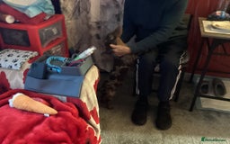 Dachshund dogs for adoption: 🐶💛 Meet Clyde ! He needs a confident Loving Home - Advert 6