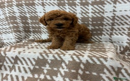 Cavapoo dogs for sale: Beautiful Fox 🦊 Red Cavapoos  - Image 3