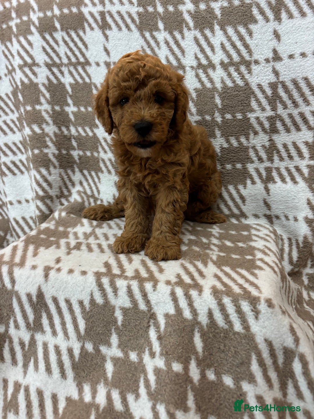 Cavapoo dogs for sale: Beautiful Fox 🦊 Red Cavapoos  - Image 3