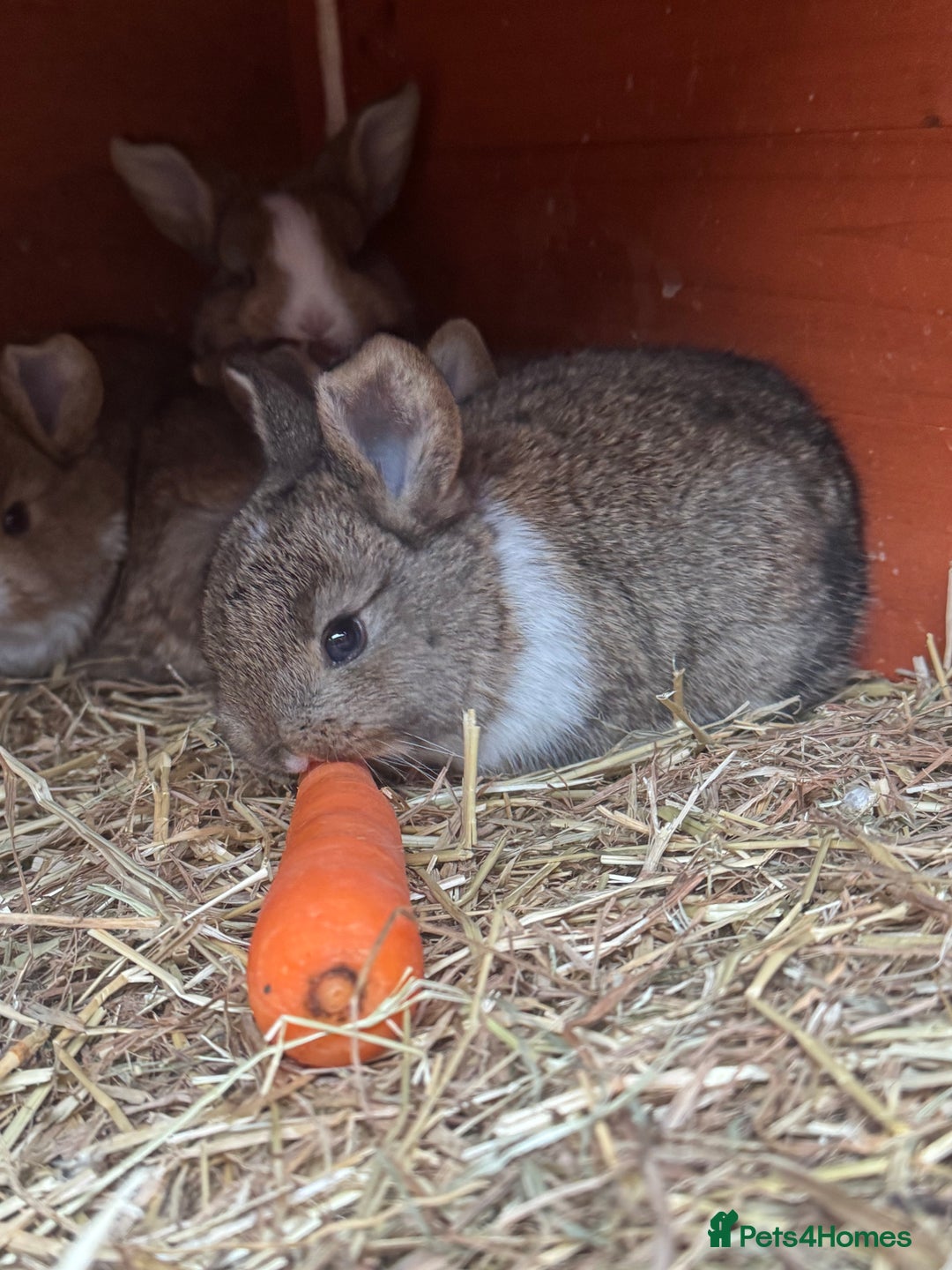 Mixed Breed rabbits for sale: Rabbit  - Advert 9