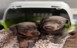 Miniature Dachshund dogs for sale: Friendly& Family -Oriented - Image 17