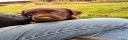 Springador dogs for sale: Springadors! 6 puppies  in Skipton - Advert 3