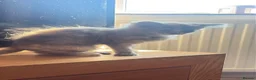 Mixed Breed cats for sale: Kittens looking for a loving family to join  - Advert 5
