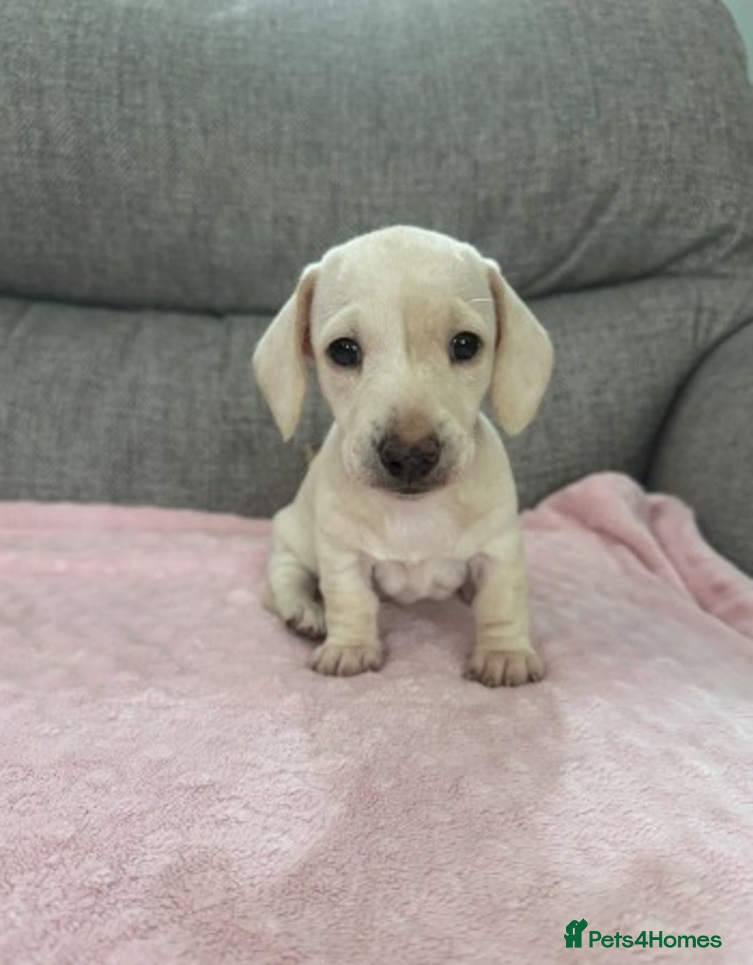 Miniature Dachshund dogs for sale: Adorable Home-Reared Miniature Dachshund Puppies ! - Advert 5